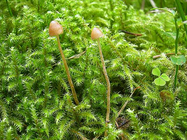 Galerina spec.  Cod. DSCN 5061